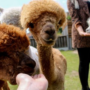 Bijdrage voor de opvang zieke en verwaarloosde alpaca's