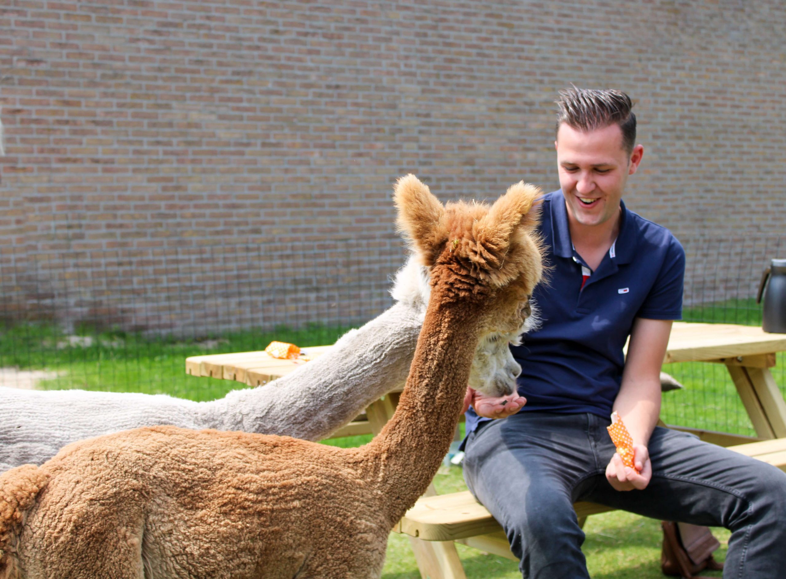 De alpaca boerderij voor een heerlijke high tea tussen de alpaca's!