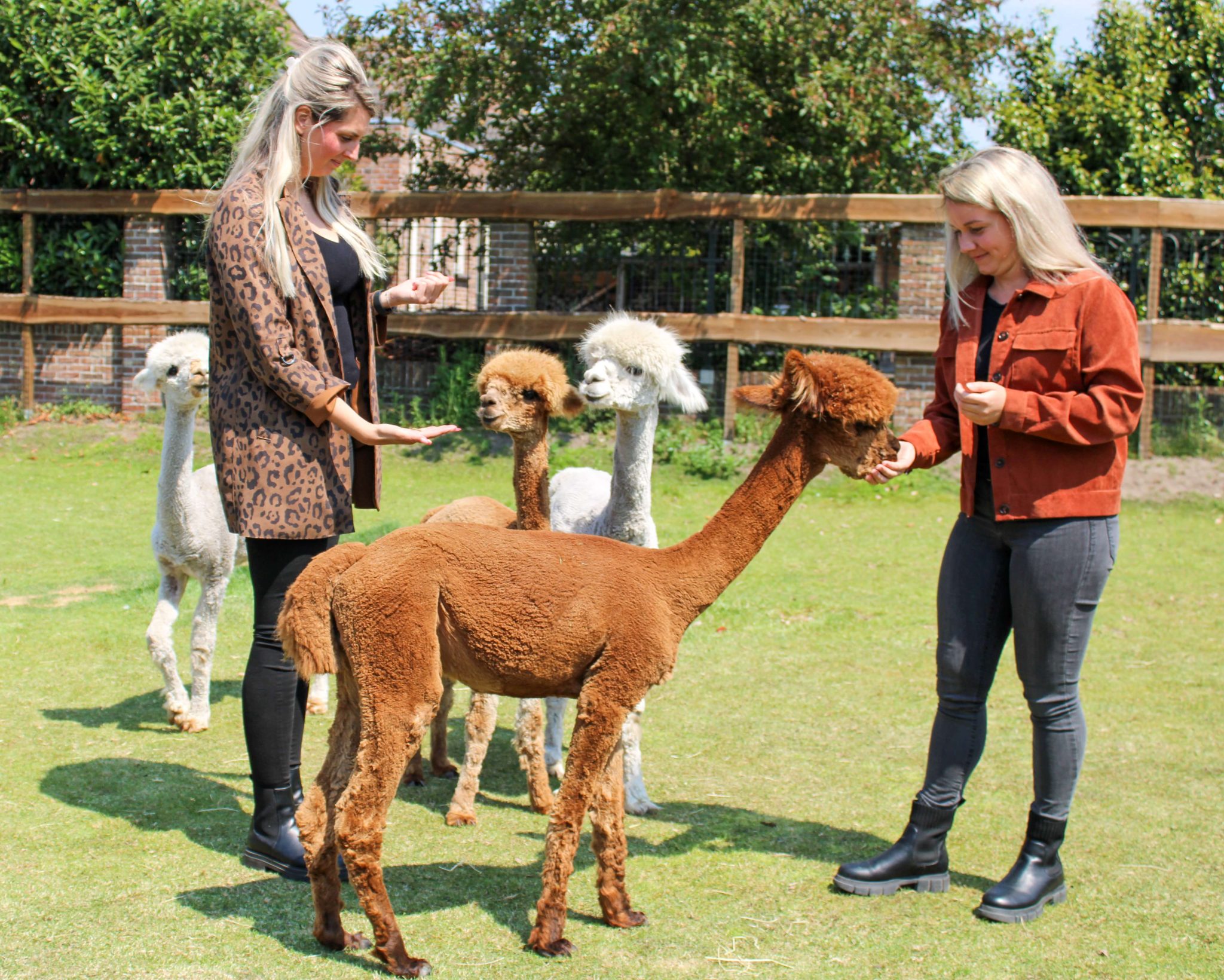 De alpaca boerderij voor een heerlijke high tea tussen de alpaca's!