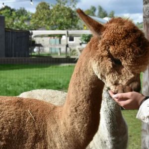 Alpaca adoptie - eenmalig