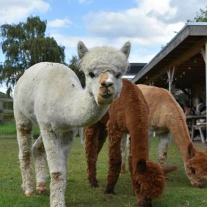 Alpaca adoptie